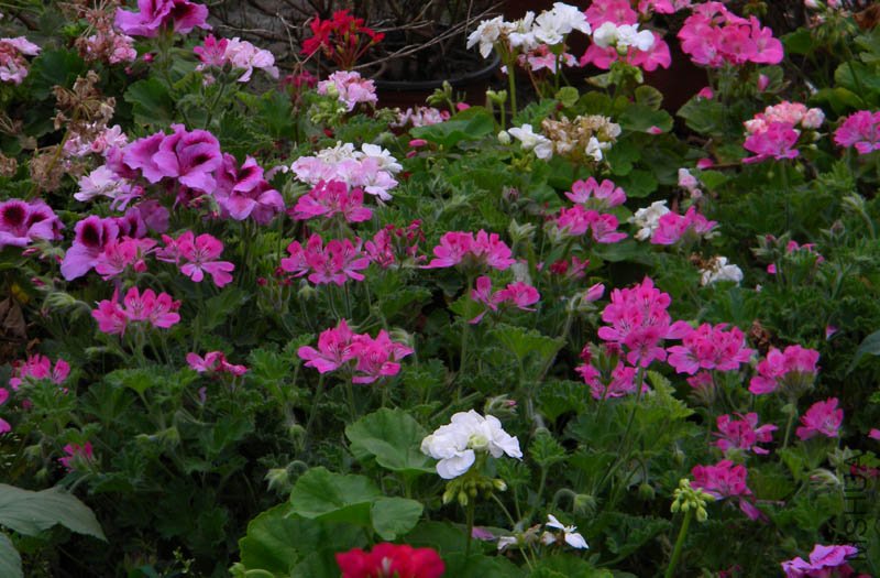 DSCN2637.jpg