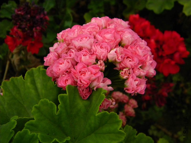 DSCN2643.jpg