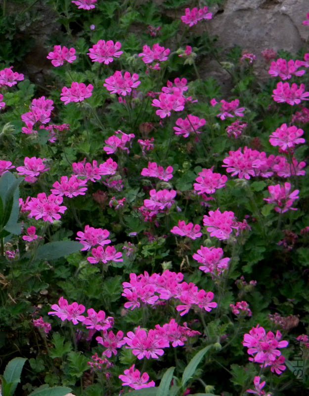 DSCN2646.jpg