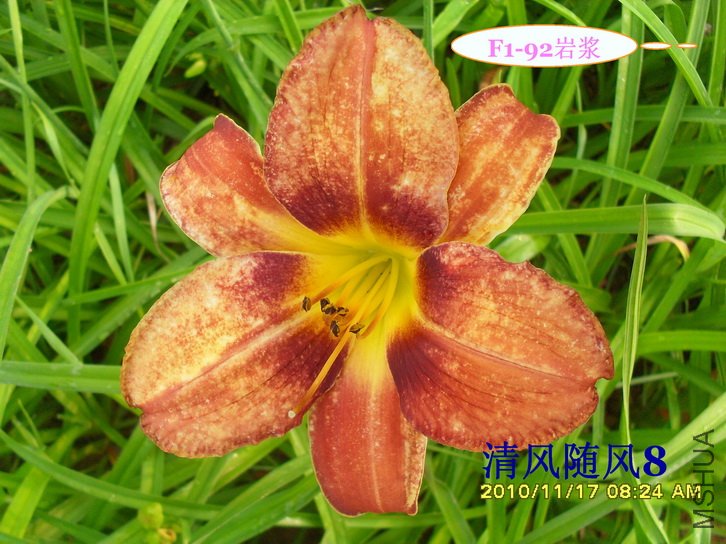 F1-92�ҽ� (2).jpg