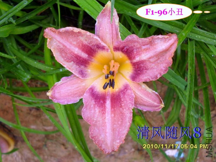 F1-96С�� (1).jpg