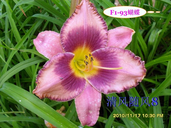 F1-93���� (1).jpg