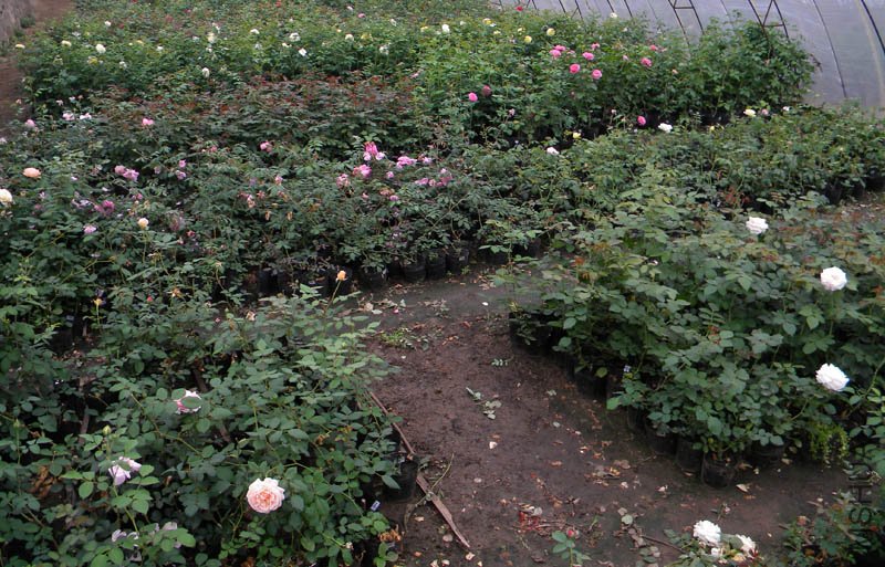 DSCN2648.jpg