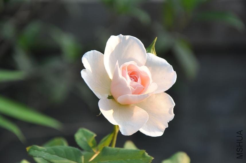 �����µ��Ų�