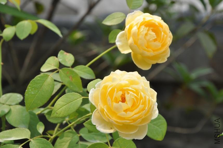 2011���»� 026.JPG