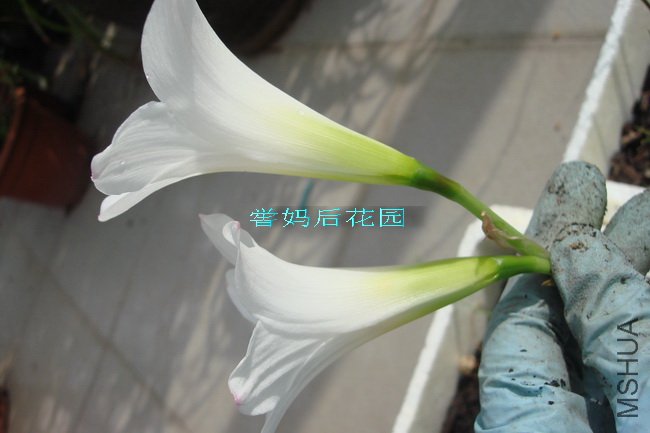 HABRANTHUS SNOW WHITE�࿪���а�ɫ��1.jpg