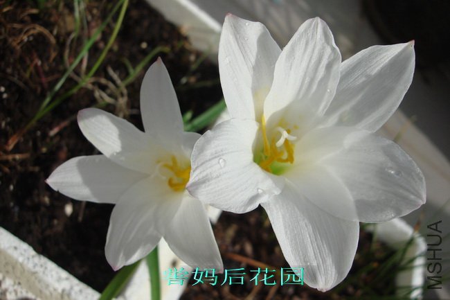 HABRANTHUS SNOW WHITE�࿪���а�ɫ��2.jpg