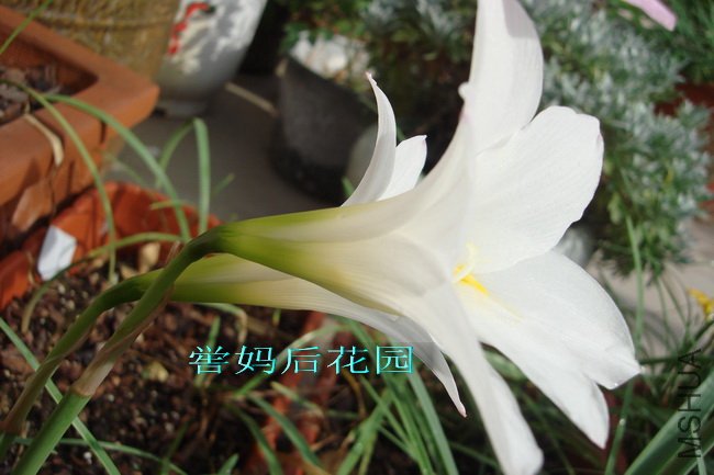 HABRANTHUS SNOW WHITE�࿪���а�ɫ��.jpg