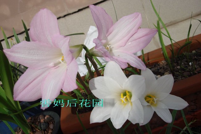 HABRANTHUS SNOW WHITE�࿪���а�ɫ��3.jpg