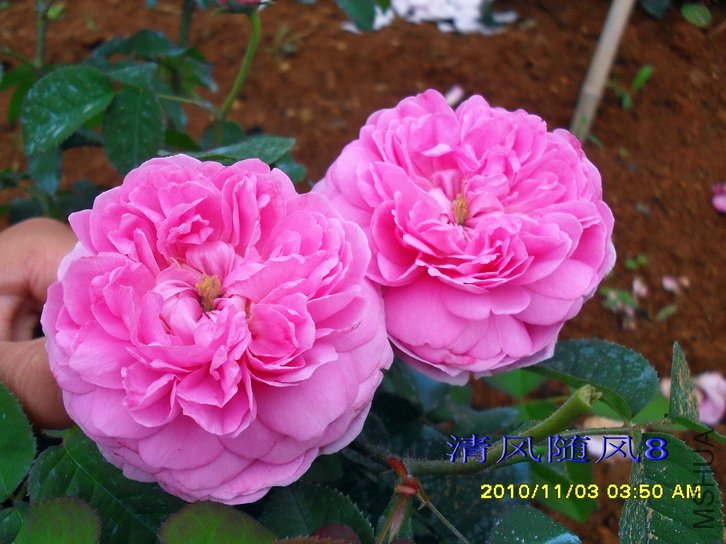 �����ϵ� (Gallicandy ) (1).jpg