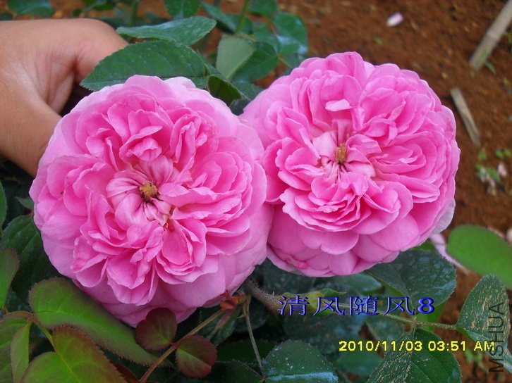 �����ϵ� (Gallicandy ) (4).jpg