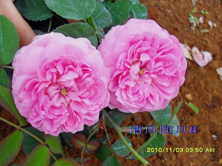 �����ϵ� (Gallicandy ) (5).jpg