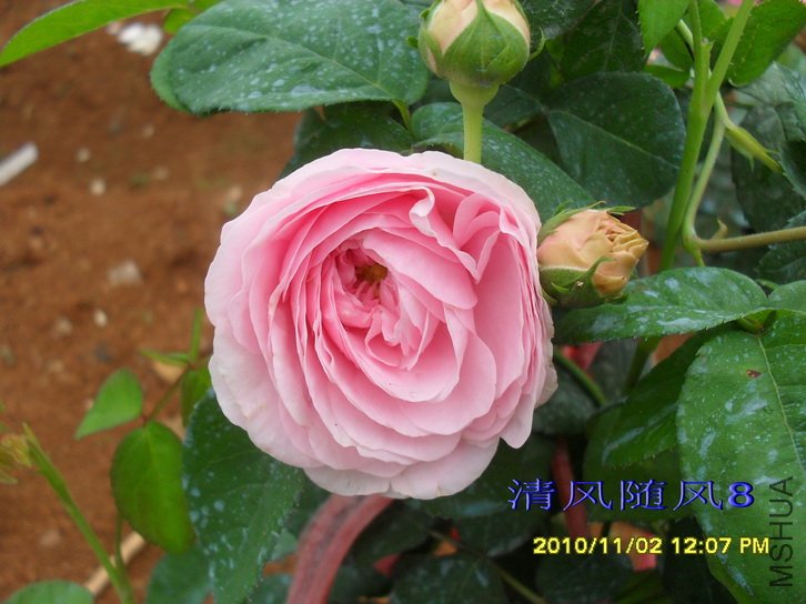 �������� (Allegra) (2).jpg