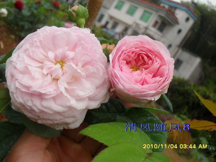 �������� (Allegra) (1).jpg