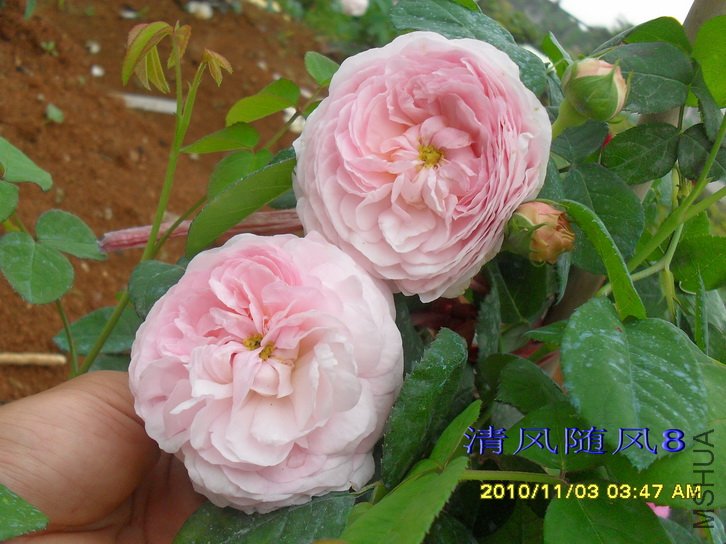 �������� (Allegra) (4).jpg