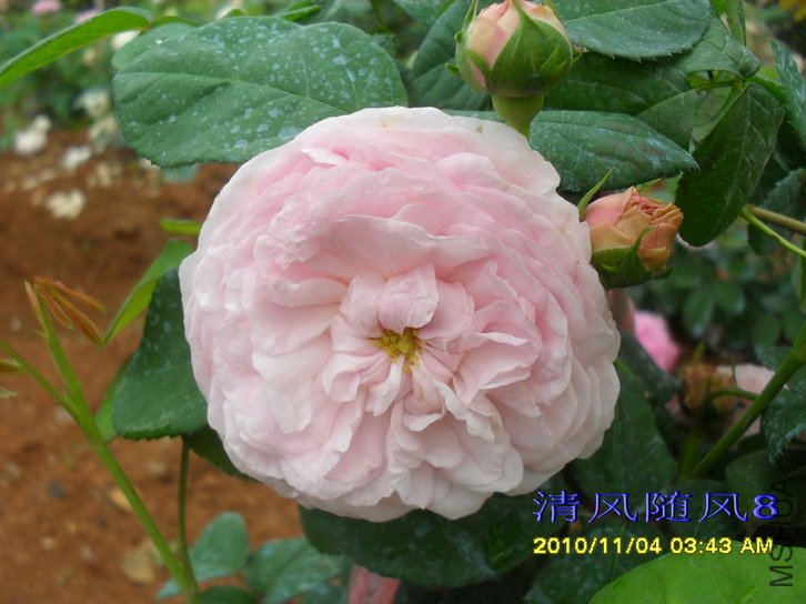 �������� (Allegra) (3).jpg