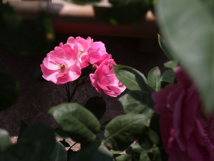 IMG_5390.JPG