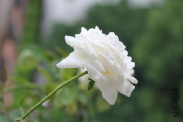 IMG_8175.JPG