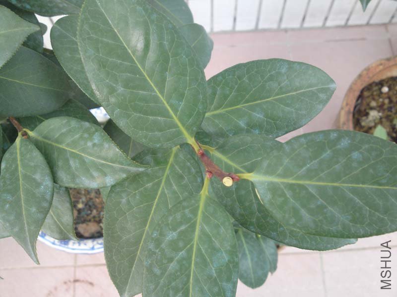 ������ɫ����ɰ����2