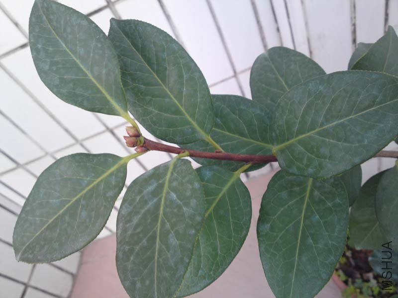 ������ɫ����ɰ����1