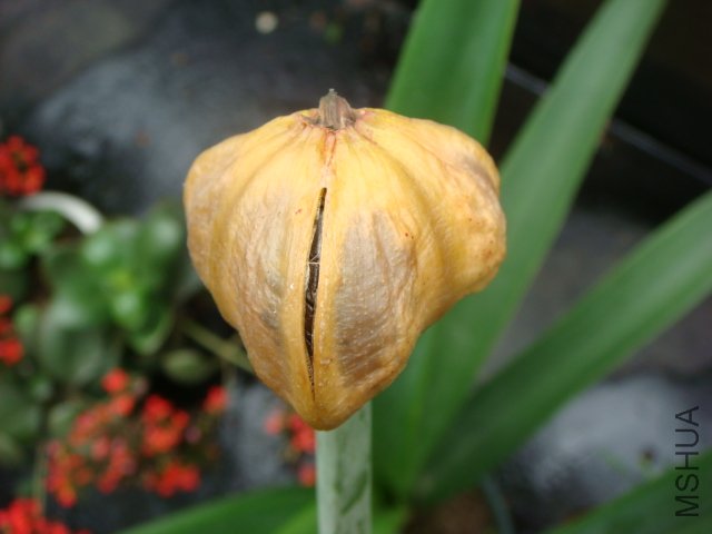 DSC02099.JPG