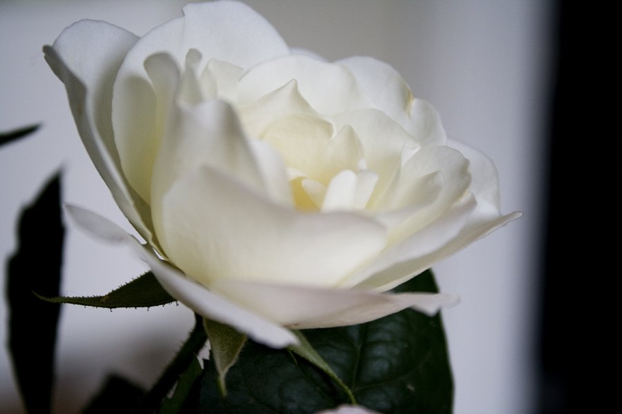 rose2.jpg