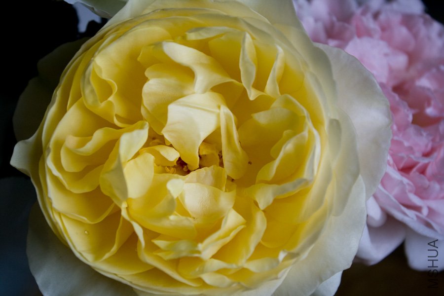 rose5.jpg