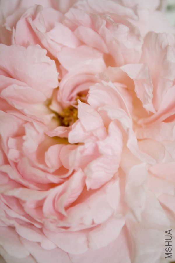 rose4.jpg