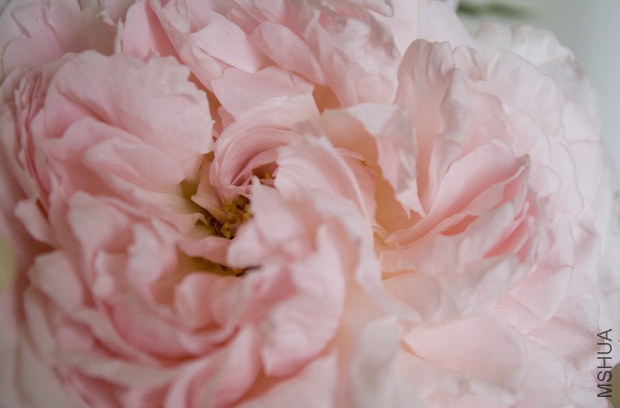 rose3.jpg