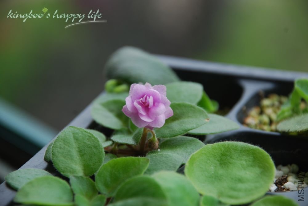 nEO_IMG_DSC_0250.jpg