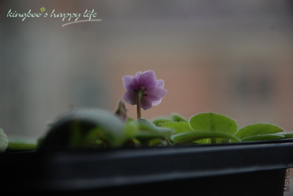 nEO_IMG_DSC_0256.jpg