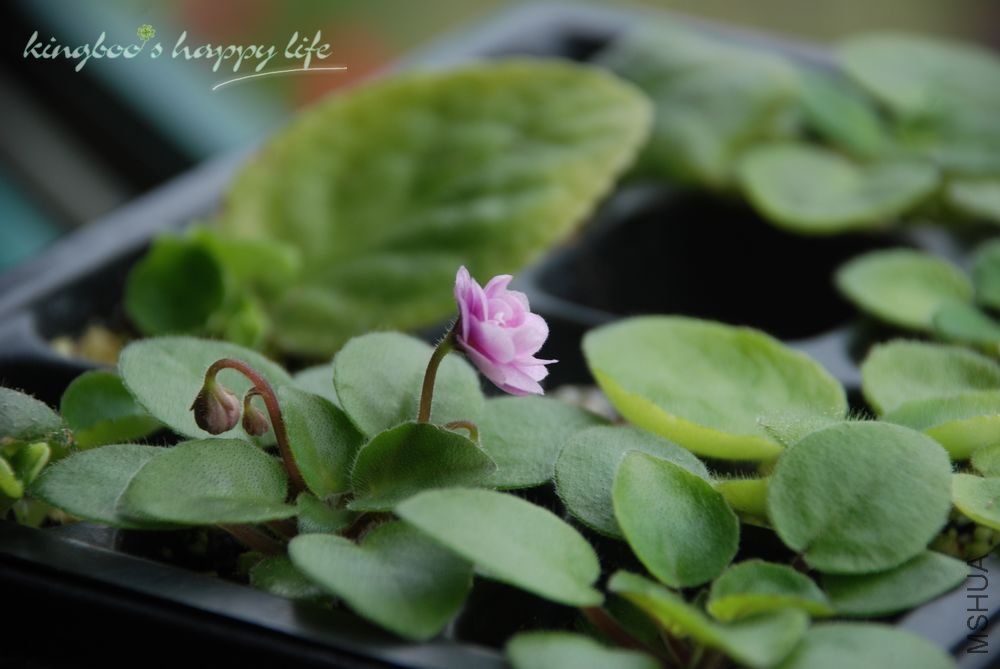 nEO_IMG_DSC_0254.jpg
