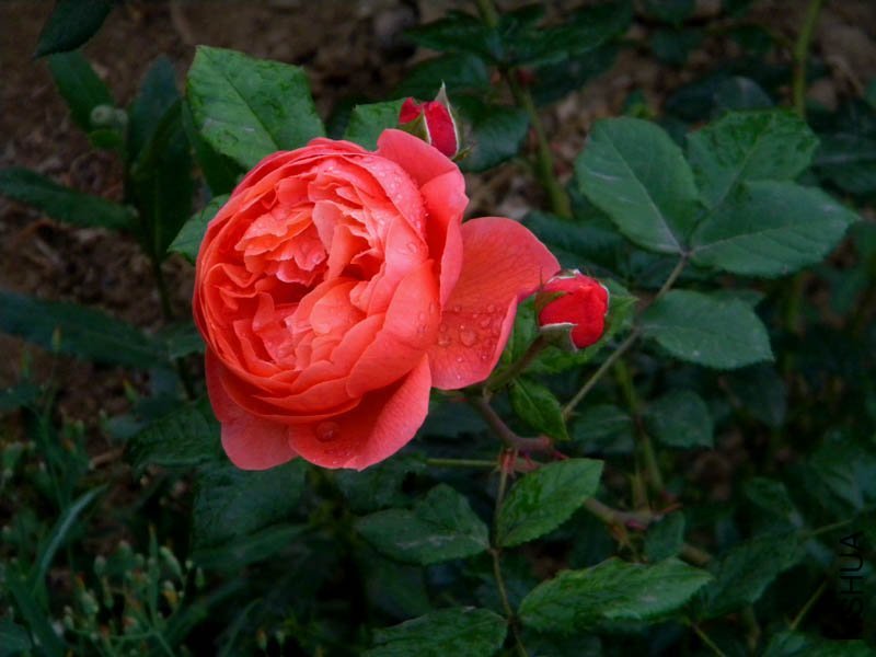 DSCN2696.jpg