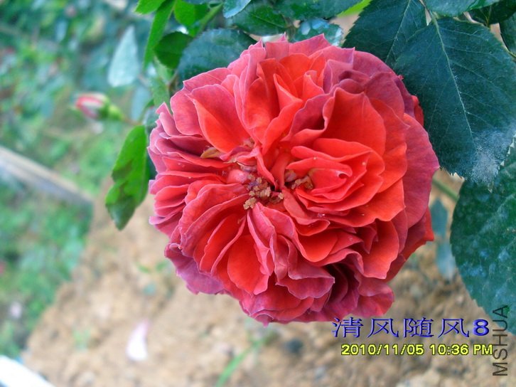 ��������� (Brown Velvet) (1).jpg