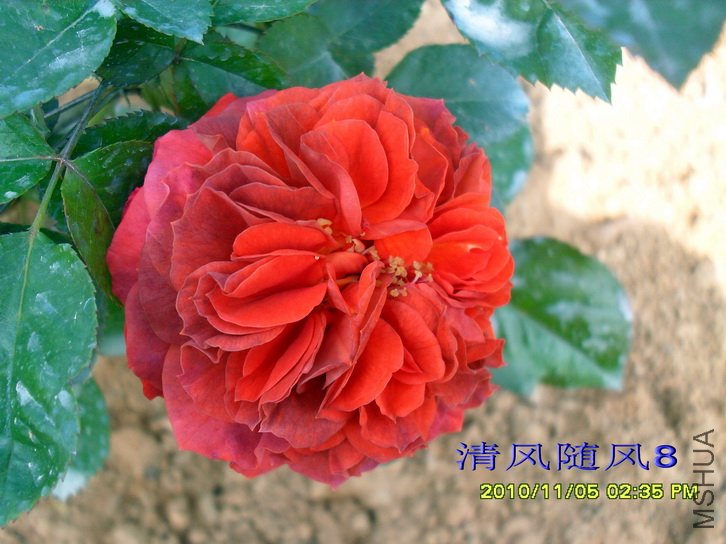 ��������� (Brown Velvet) (3).jpg