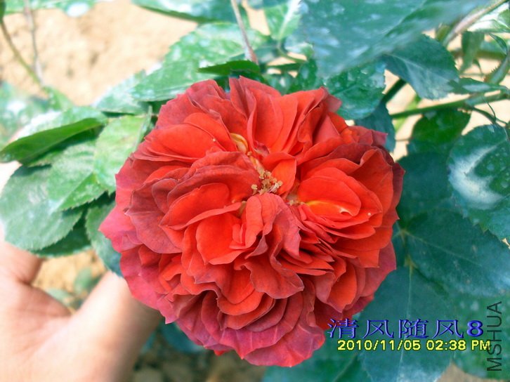 ��������� (Brown Velvet) (5).jpg