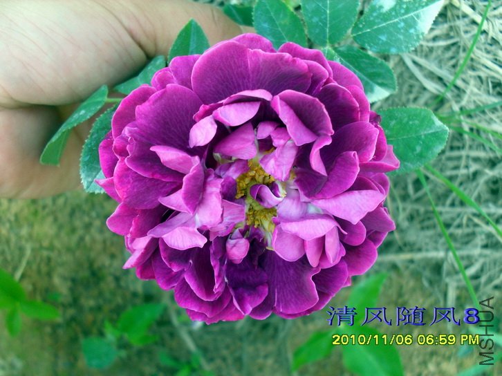 ������˹�� (Tuscany Superb) (1).jpg