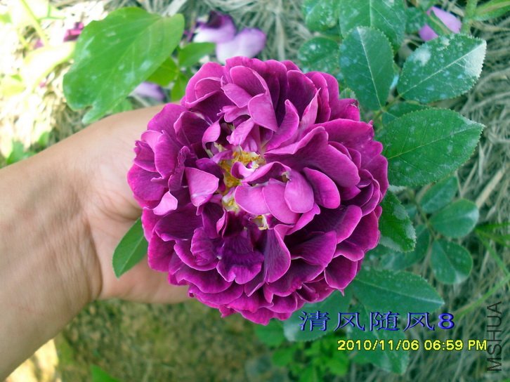 ������˹�� (Tuscany Superb) (5).jpg