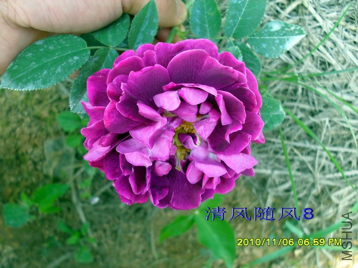 ������˹�� (Tuscany Superb) (4).jpg