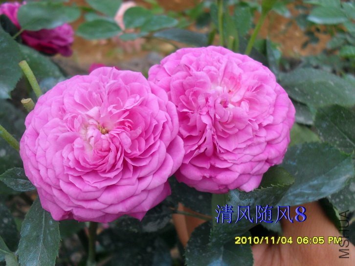 �������ʺ� (Reine Des Violettes) (3).jpg