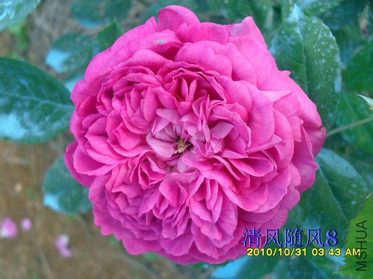 �������ʺ� (Reine Des Violettes) (2).jpg