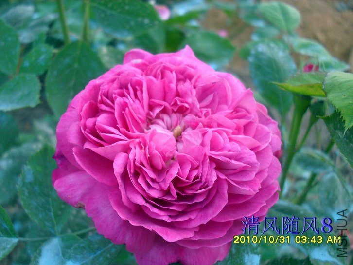 �������ʺ� (Reine Des Violettes) (1).jpg