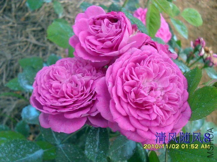 �������ʺ� (Reine Des Violettes) (4).jpg