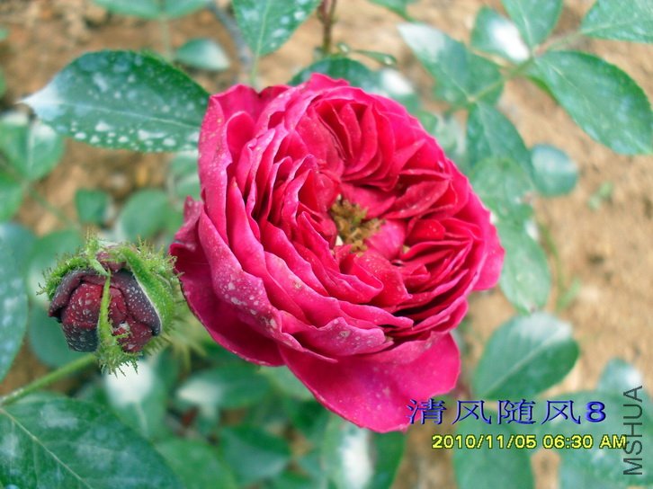 ÷���ն�˹ (Mel Hulse) (1).jpg