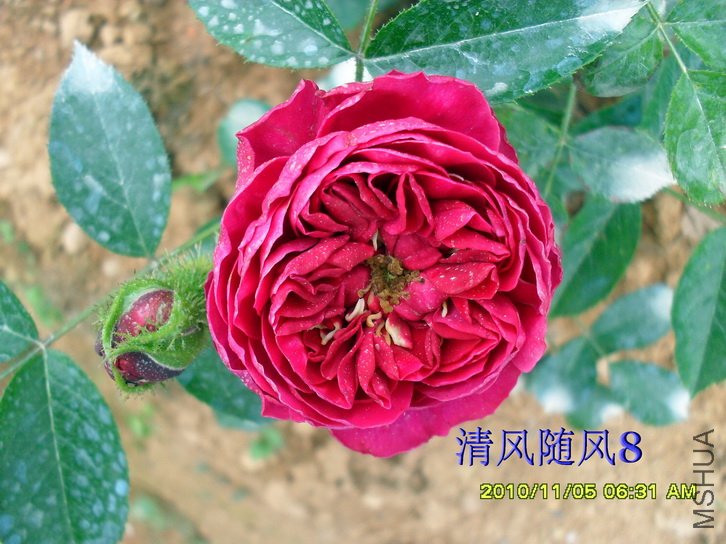 ÷���ն�˹ (Mel Hulse) (3).jpg