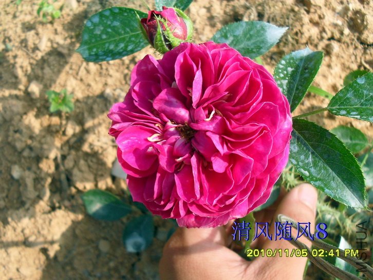 ÷���ն�˹ (Mel Hulse) (5).jpg