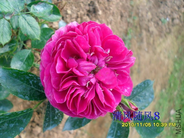 ÷���ն�˹ (Mel Hulse) (2).jpg