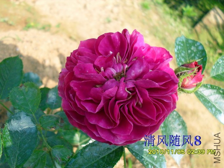 ÷���ն�˹ (Mel Hulse) (4).jpg