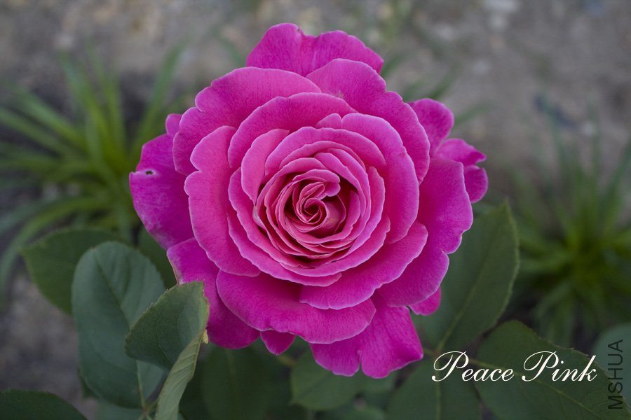 peace pink12.jpg