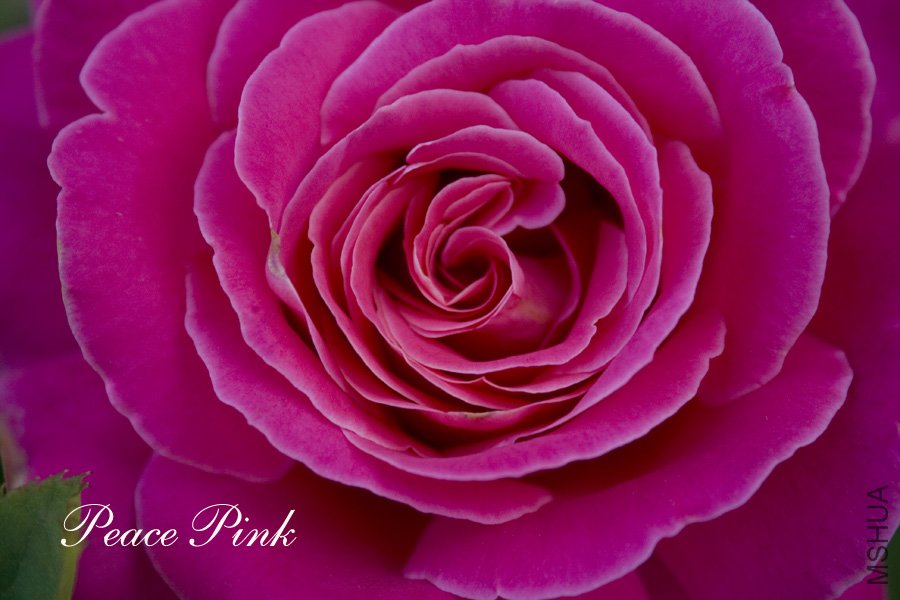 peace pink11.jpg